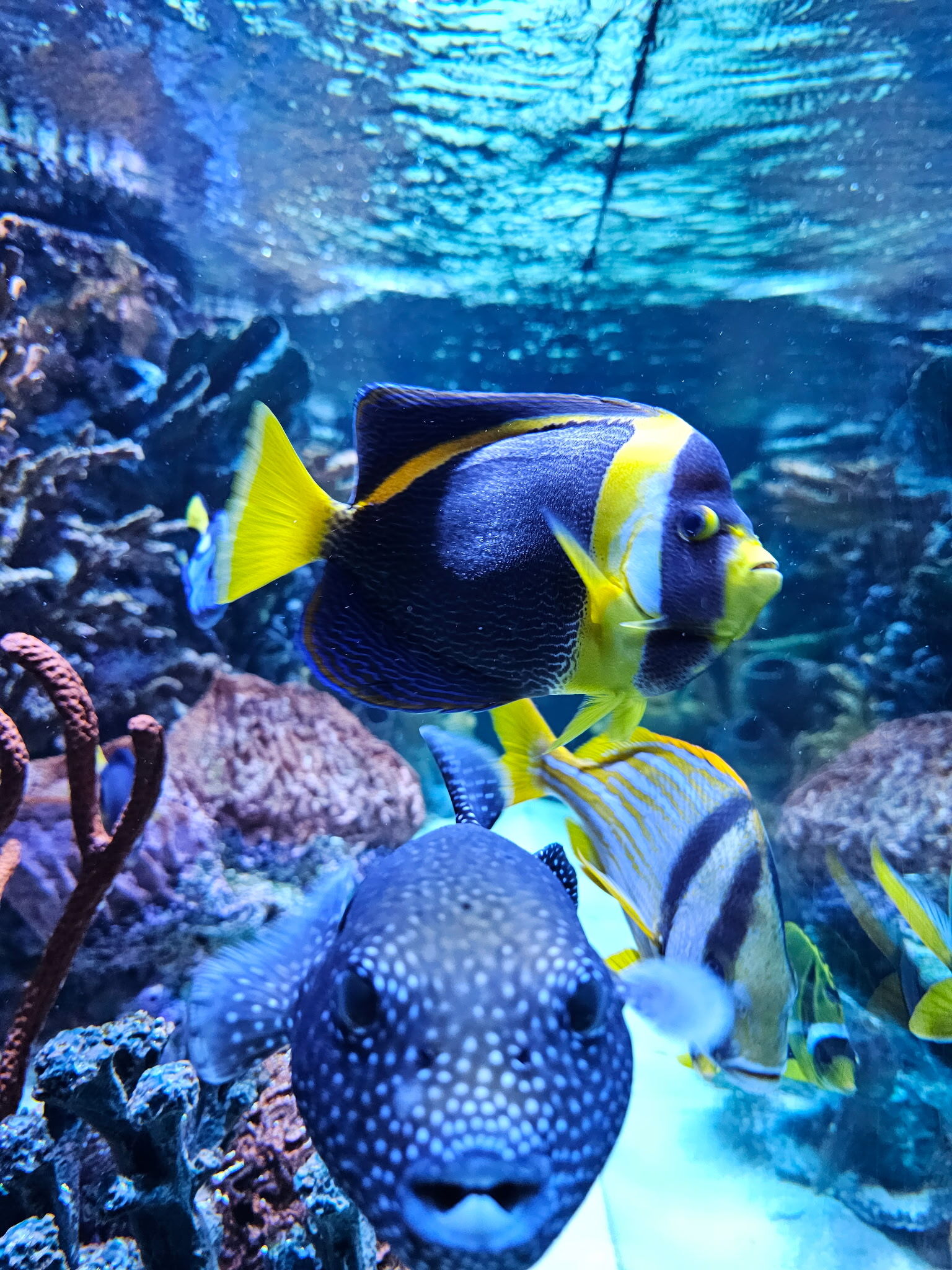 sealife service aquarium store chicago